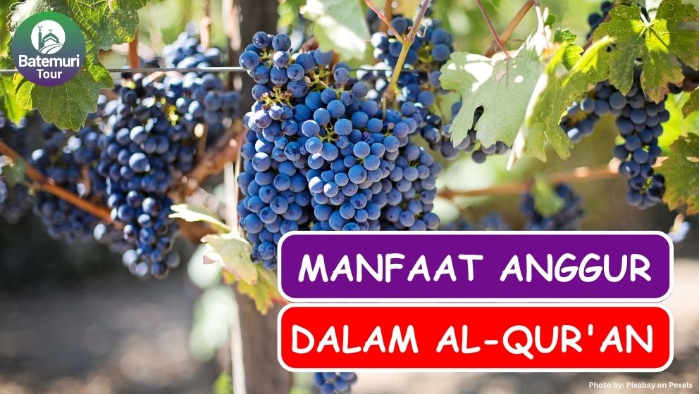 Kaya Manfaat, Ini Dia 8 Khasiat Buah Anggur yang Disebut Al-Quran